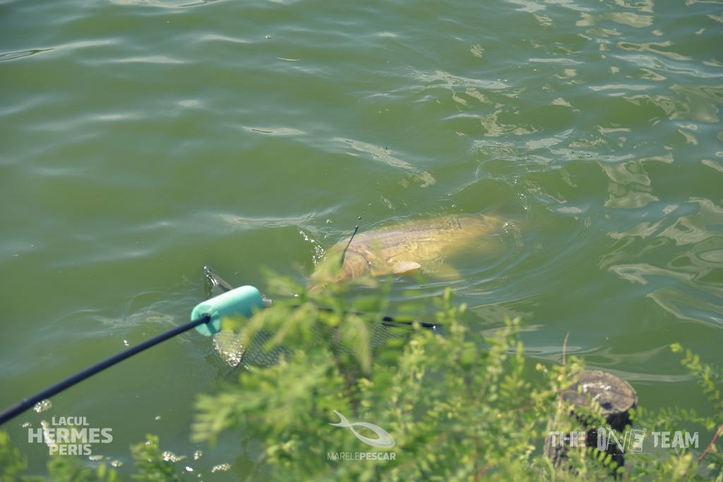 Hermes Peris - tapatalk1504708982381.jpeg